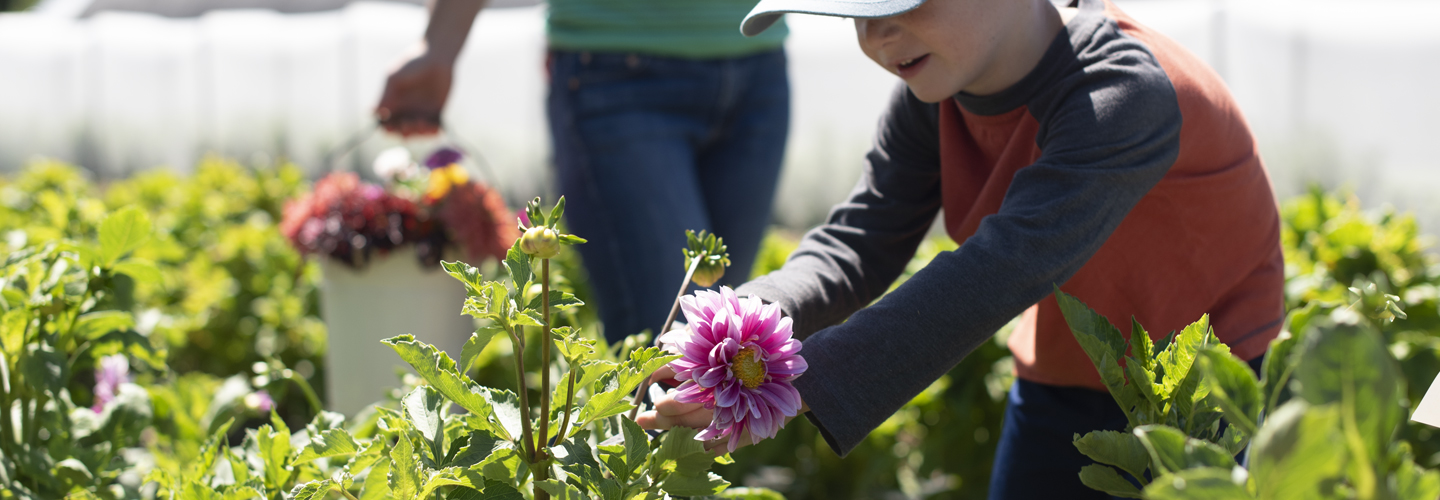 Child Picking a Dahlia in the Field.